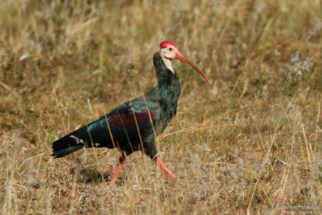 Southern Bald Ibisadult, identification