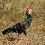 Southern Bald Ibis