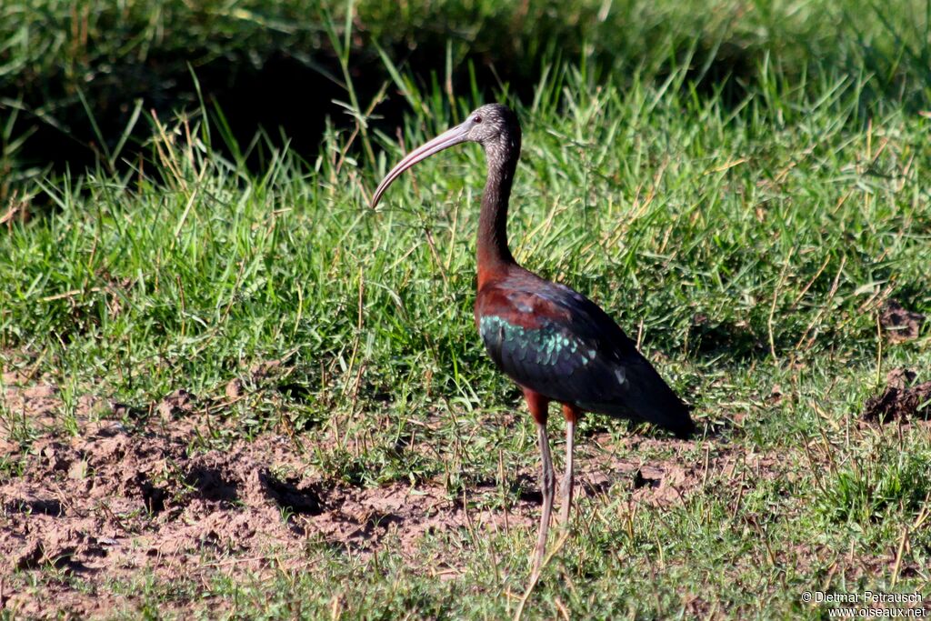 Ibis falcinelleadulte