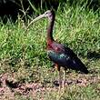 Ibis falcinelle