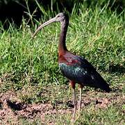 Glossy Ibis