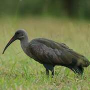 Hadada Ibis