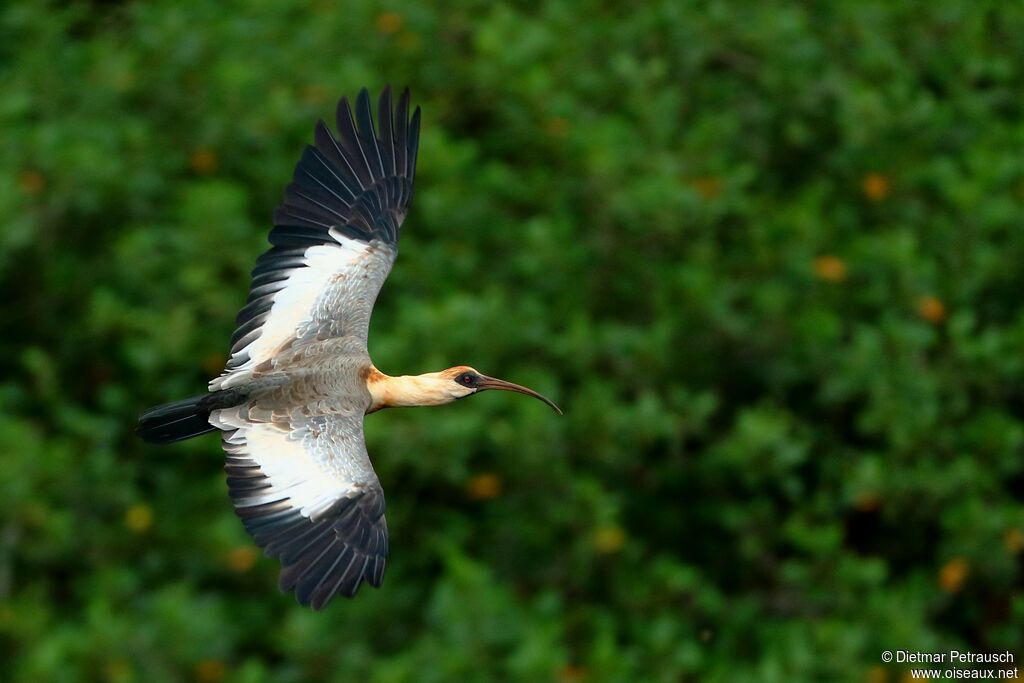 Buff-necked Ibisadult, Flight