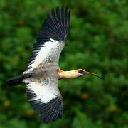 Buff-necked Ibis