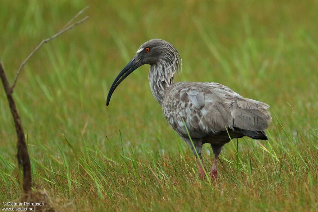 Ibis plombéadulte