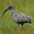 Ibis plombé