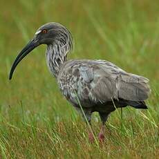 Ibis plombé