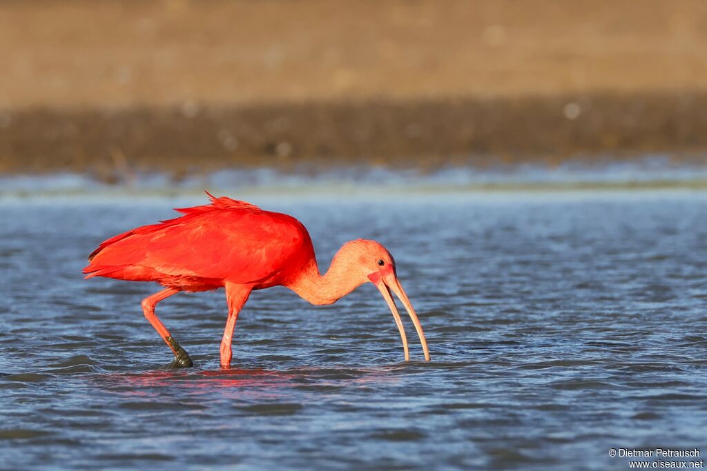 Ibis rouge