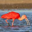 Ibis rouge