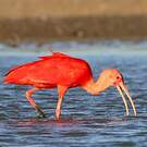 Ibis rouge