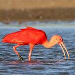 Ibis rouge
