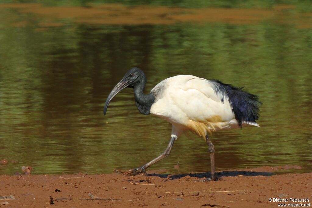 Ibis sacréadulte