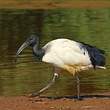 Ibis sacré