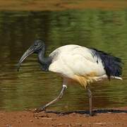 African Sacred Ibis