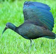 Green Ibis