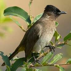 Bulbul tricolore