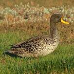 Canard à bec jaune