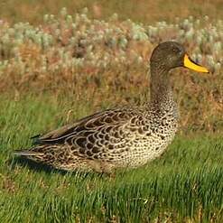 Canard à bec jaune