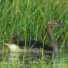 Canard à bosse