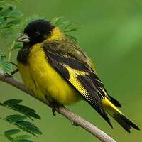 Chardonneret de Magellan