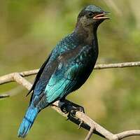 Choucador à oreillons bleus