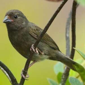 Cici fuligineux