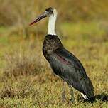 Cigogne à pattes noires