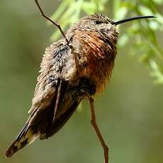 Colibri adèle