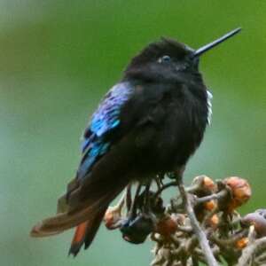 Colibri paméla