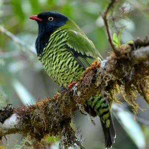 Cotinga barré