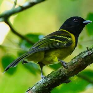 Cotinga coqueluchon