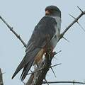 Amur Falcon
