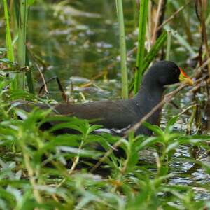 Gallinule africaine