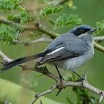 Gobemoucheron masqué