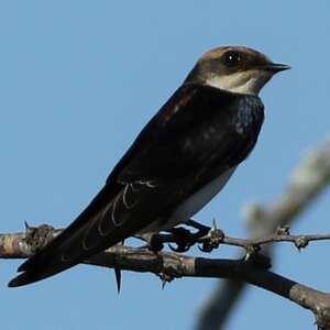 Hirondelle à croupion gris