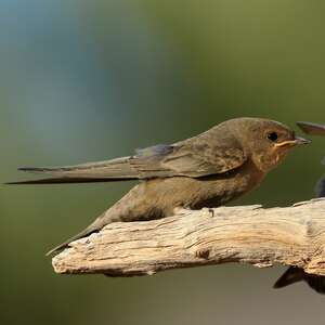 Hirondelle isabelline