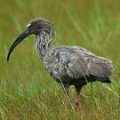 Ibis plombé