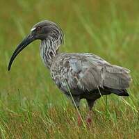 Ibis plombé