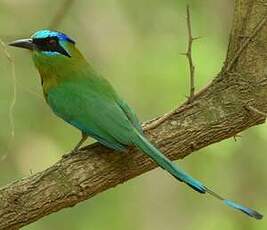 Motmot houtouc