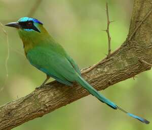 Motmot houtouc