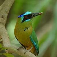 Motmot houtouc