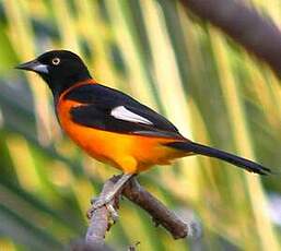 Oriole des campos