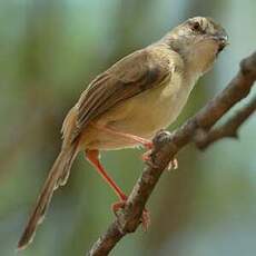 Prinia modeste
