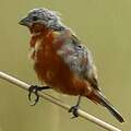 Rufous-rumped Seedeater