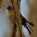 Ibera Seedeater