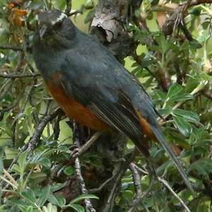 Tangara saltator