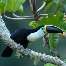 Toucan à culmen jaune