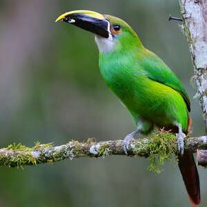 Toucanet à gorge blanche
