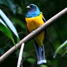 Trogon de Pelzeln