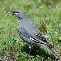 Idiopsar leucoptère